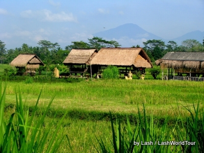 rice fields near Ubud- Bali 