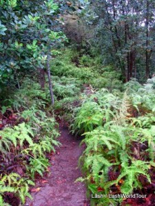 fern forest on Bukit Tabur ridge