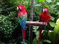 Macaws- KL Bird Park