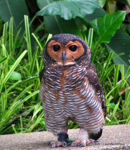 Spotted Owl at Kuala Lumpur Bird Park 