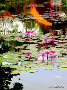 lily pond at Oriental Village