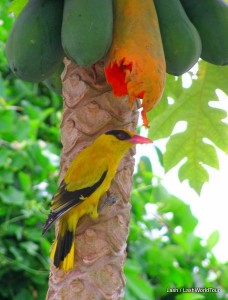 bird eating papaya- Penang