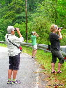 bird watching tour- langkawi- junglewalla
