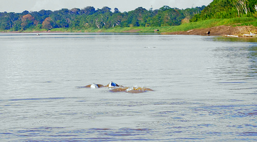 Amazon white dolphins in Rio Negro