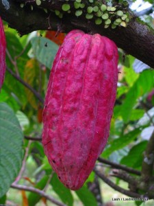 cacao - Kalibaru - java