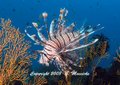fish and marine creatures - lionfish - Grahame Massicks