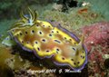 nudibranch - Grahame Massicks