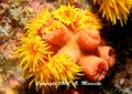 East Coast Coral Polyps -Tioman Island - Malaysia