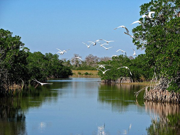 The Everglades - Florida