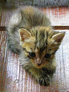 kitten - Thailand 