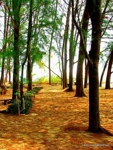 Casuarina pine forest - Koh Bulon - Thailand