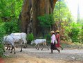 Burmese People -Myanmar