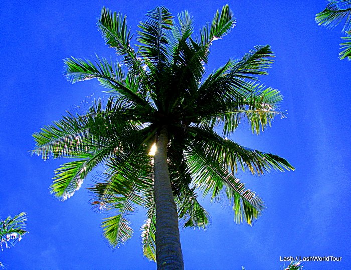 Coconut Trees reach for the sky
