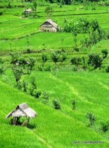 terraced rice fields in central Bali