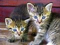 two kittens 