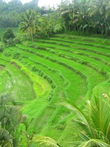 terraced rice fields in Bali