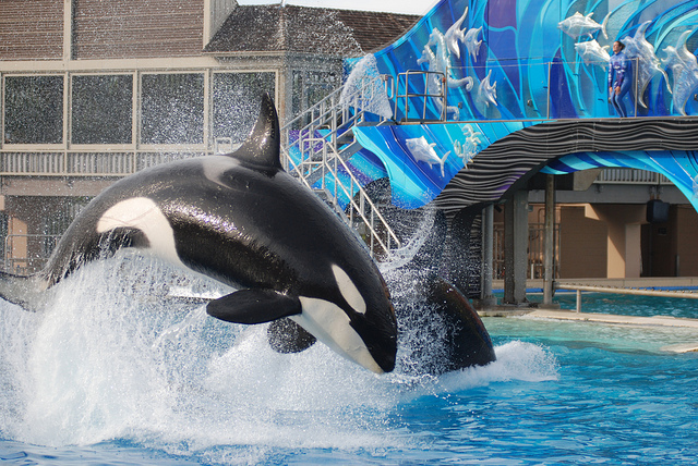 Killer Whale show at Sea World - photo by Tammy Lo on Flickr CC