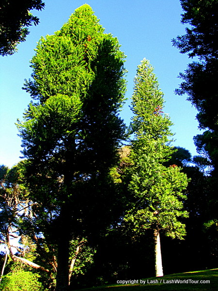 photos of New Zealand's North Island include these juvenile Kaori trees
