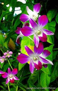 photos of Orchids include these beautiful fuchsia orchids