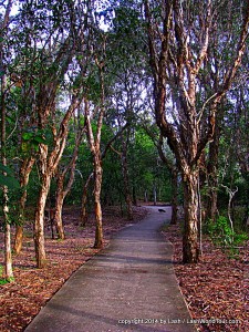 trail at Noosa Spit Park 