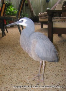 grey heron in Noosa