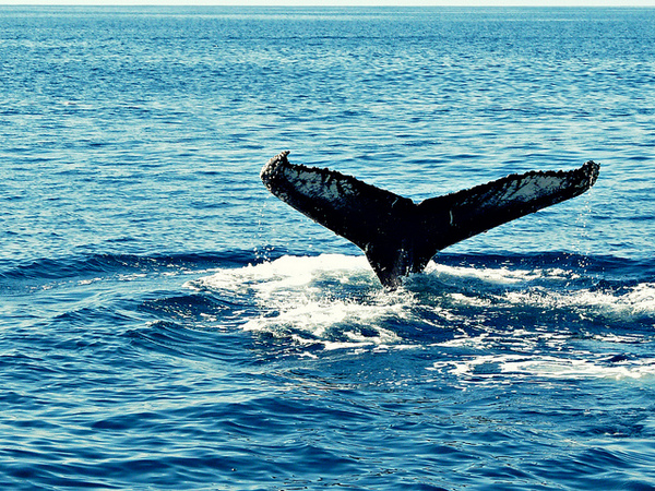 Humpback Whale flapping its tail - photo by MindsEye_PJ on Flckr CC