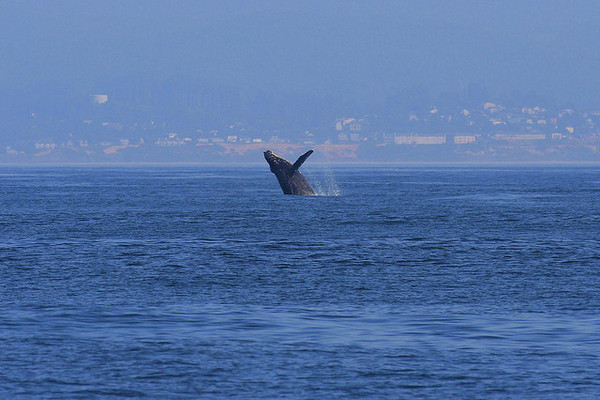 Humpback Whale jumping - photo by Moosealope on Flckr CC