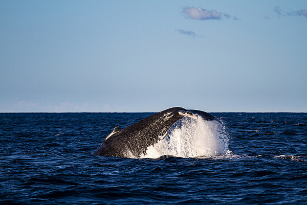 baby Humpback Whale jumping - photo by Brian Jeffery Beggerly on Flickr CC