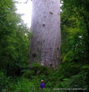 LashWorldTour at world's biggest Kauri tree - Waipoua Forest