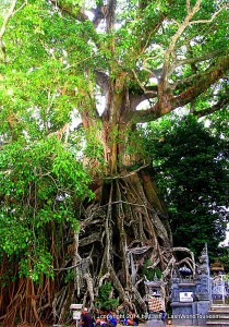 huge Banyan tree near Munduk