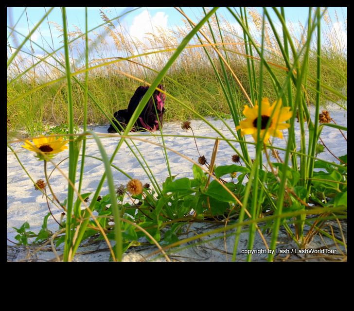 golden dune flowers - Sunset Beach - Florida