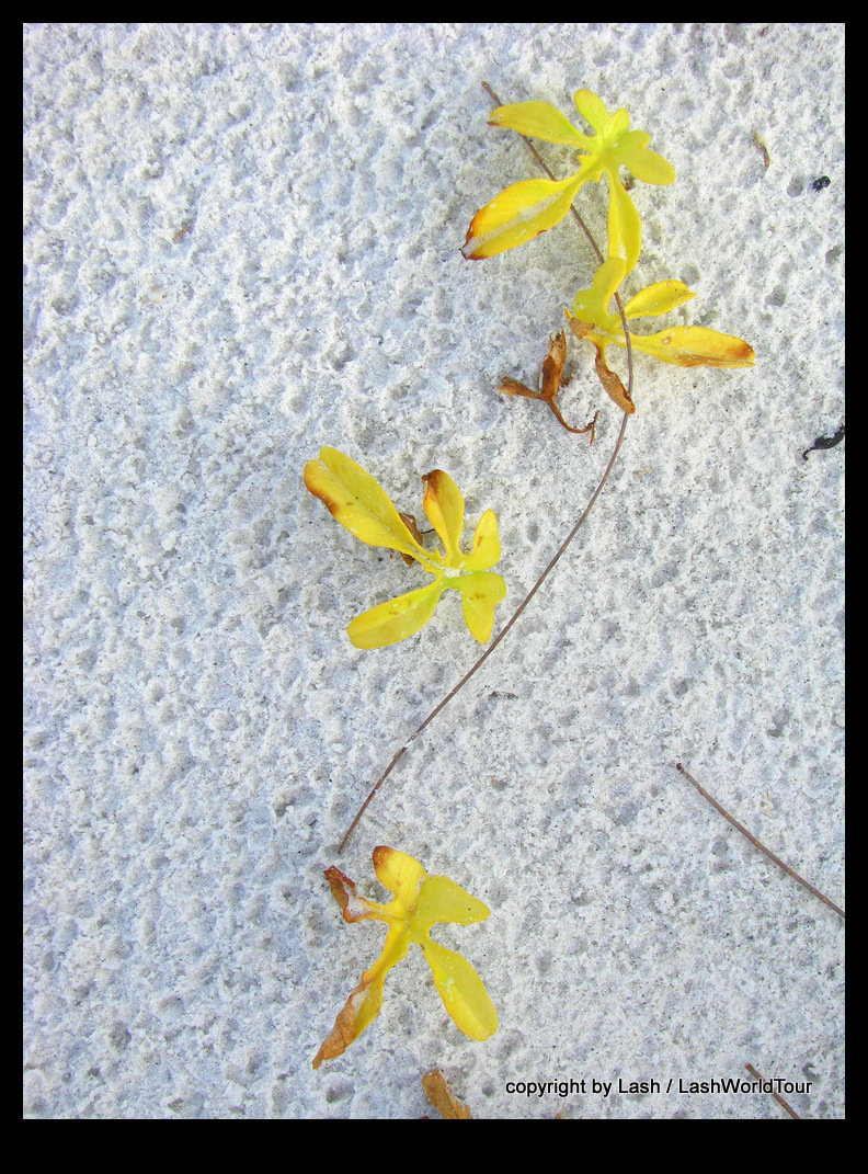 yellow leaves on sand