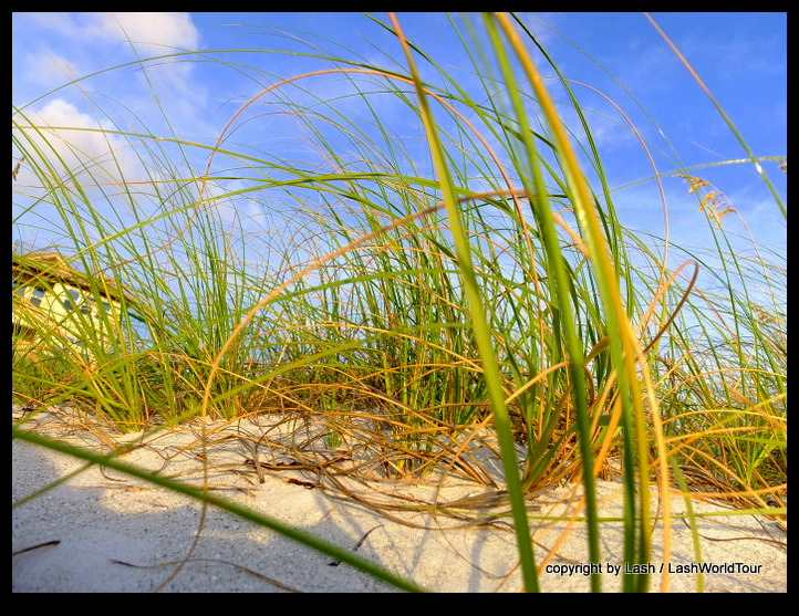 sand dune grasses