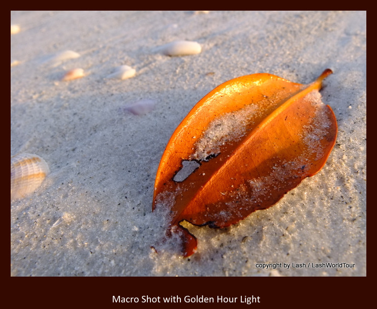 macro photography with Golden Hour light
