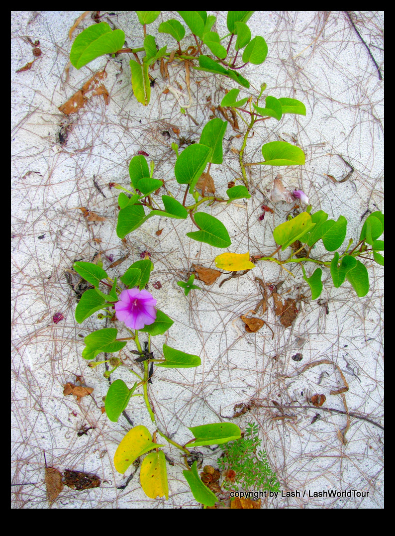 beach vines with flowers