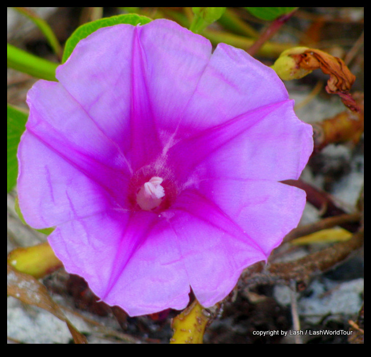 lavendar flower on beach