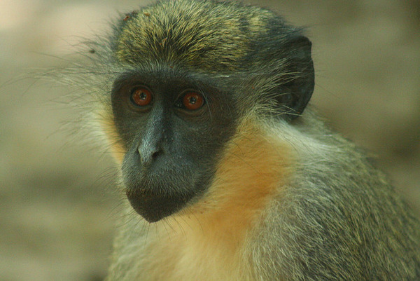 Vervet Monkey - photo by Mishimoto on Flickr CC