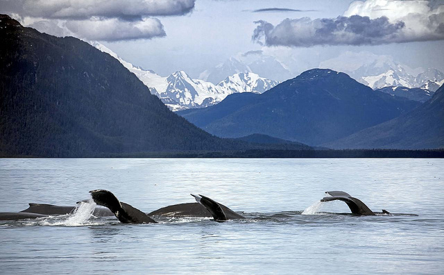 whales in Alaska - photo by Christopher Michel on Flickr CC