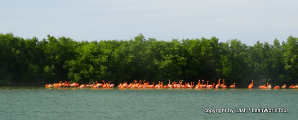 Flock of Flamingos - Rio Lagartos