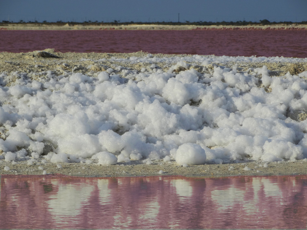 Foam at pink salt flats - Rio Lagartos