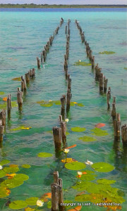 one of my photos of lake bacalar is this old pier & lily pads at Laguna Bacaral