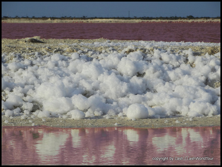 naturally pink water and saline foam at Rio Lagartos
