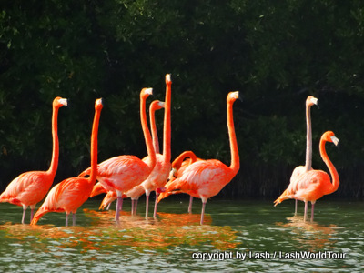 pink flamingos of Rio Lagartos - Mexico