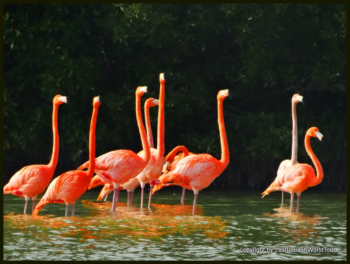 pink flamingos at Rio Lagartos - Yucatan