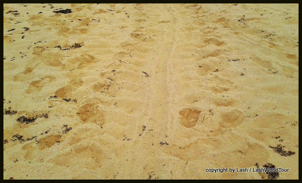 Turtle Tracks on Cozumel Island beach