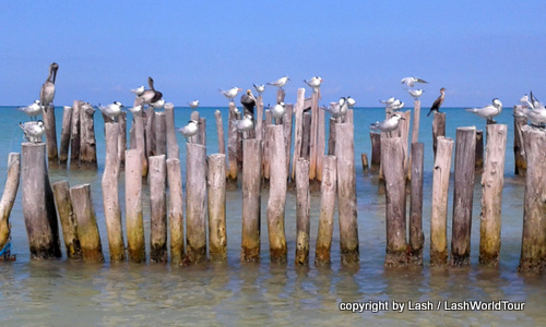 seagulls at  Isla Holbox - Mexico 