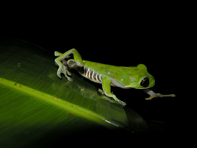 red-eyed tree frog  in costa Rica - photo by Frank Vassen on Flickr CC