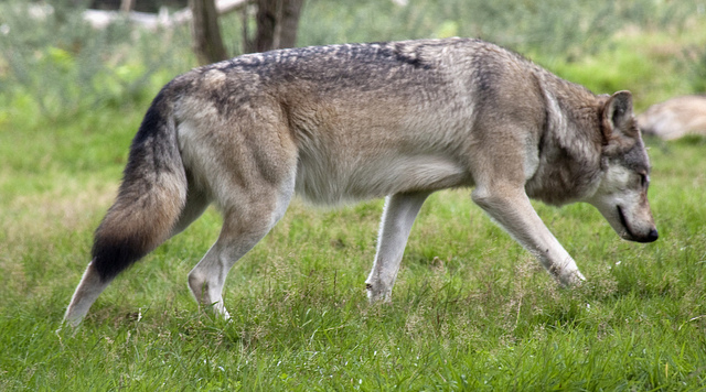 American wolf - photo by ahisgett on Flickr CC