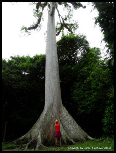 Lash at giant tree - Tikal - Guatemala 