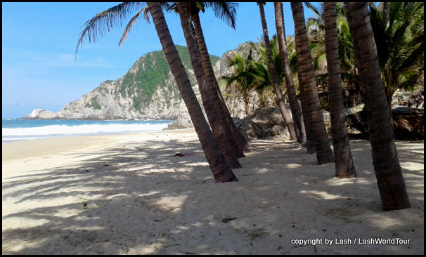 coconut palms at MAruata Beach 